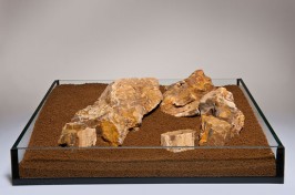 S-043-versteinertes-Holz,-bunt