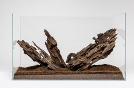 EH 098-Dragon Wood-Scape